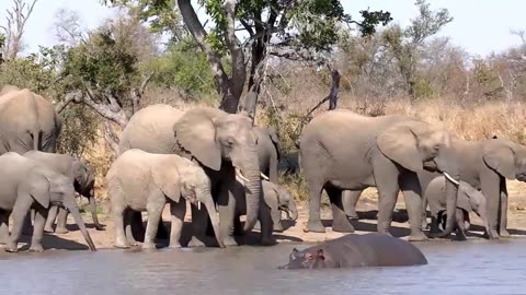 Safari African Wildlife