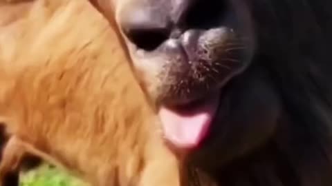 Funny animal video