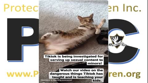 Cute Cat Warns Everyone About TikTok