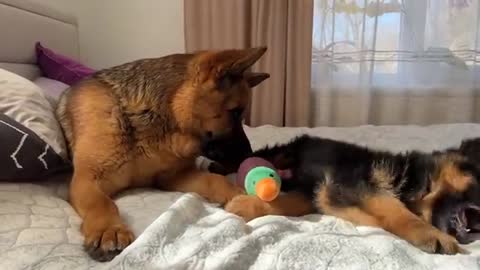 German Shepherd Confused by Meeting with German Shepherd Puppy