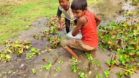 Traditional Village Boys Carp Fish Catching By Hand In Pond Mud Water