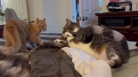Young cat being trained to fight by an older cat