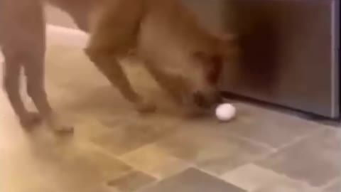 FUNNY!!!!! MUST WATCH DOG SLIPS OVER EGG