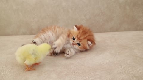 Reação do gatinho ao seu novo amigo 🐥