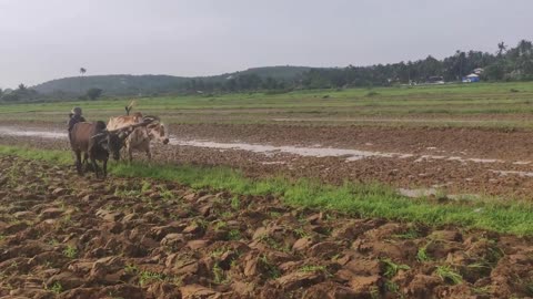 Natural Farming in Goa