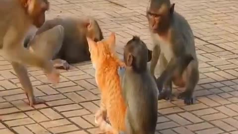 Animals funny moments