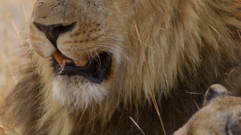 Cute lion cubs wakes their daddy