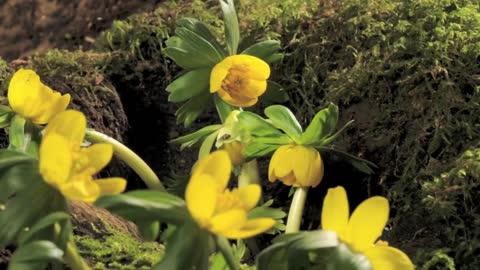 Aconite and Snowdrop flowers opening time lapse