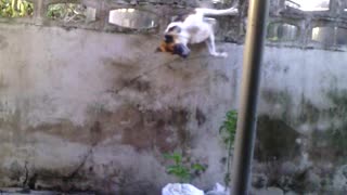 Dog Squeezes His Way Through A Wall