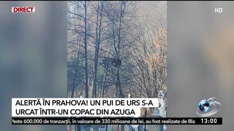 Alertă în Prahova! Un pui de urs s-a urcat într-un copac dintr-un cimitir din Azuga