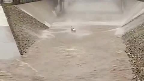LA Fire Fighter Rescues Man from Treacherous Waters #dramatic #californiastorm