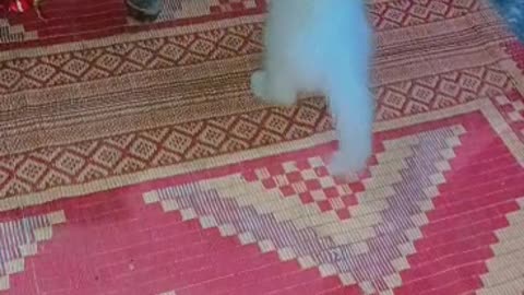 Cute Cat Playing with a Ball
