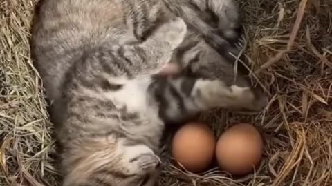 The Funny & Cute Cats and Dogs and Other Viral Video #158