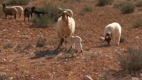 Very nice-cute lamb funny animals videos