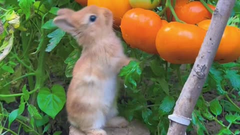 The persimmons in the vegetable garden are ripe, and the little bunny has come to eat them.