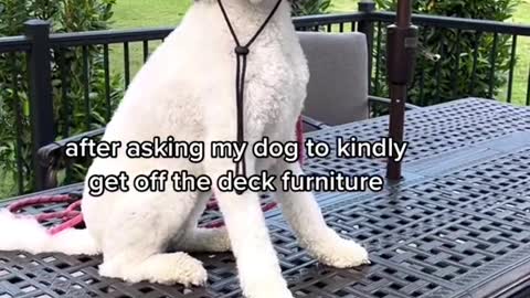 after asking my dog to kindly get off the deck furniture