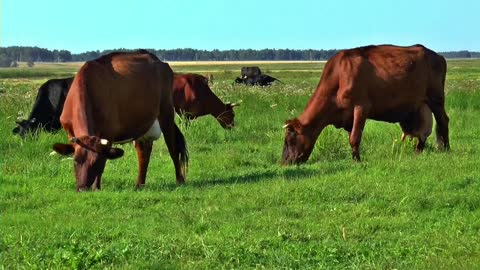 Vaca e boi comendo grama no campo