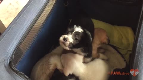 5-week-old puppy steps on siblings and practices howling