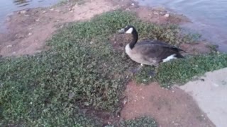🐤❤ Baby Goose Learning to Fly