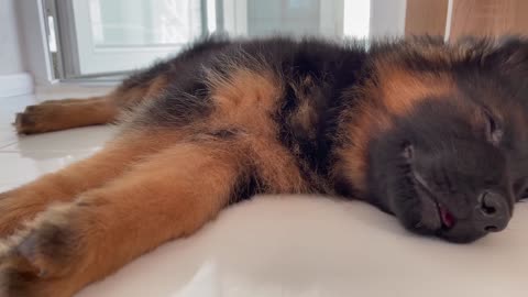 How Funny a German Shepherd Puppy Sleeps [Cuteness Overload]
