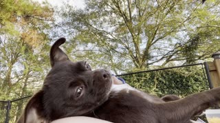 Clipping a dog’s nails