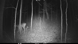 Little bucks near the cabin 12-8-2022