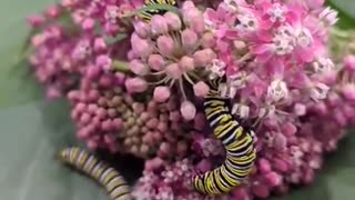 Monarch Butterfly Caterpillars Get a Special Treat