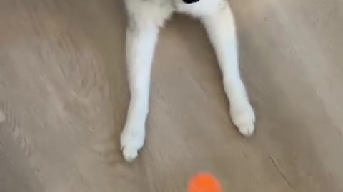Watch my dog play fetch with me