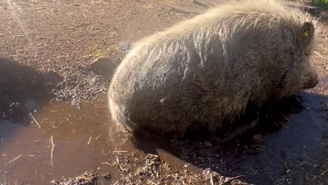 Pig Takes a Mud Bath