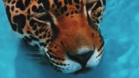 Tiger swimming pool #minivlog #viral #video