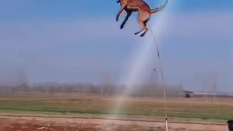 Dog training and hight jump