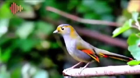 Forest Birdsong - Relaxing Nature Sounds - Birds Chirping - REALTIME #: Morning Bird Sound