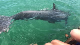 Dolphin showing off at Bahamas