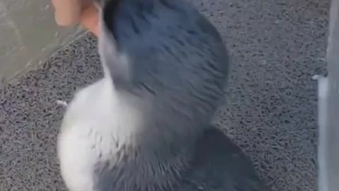 Super excited baby penguin