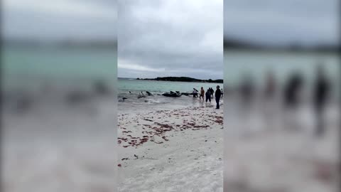 Dozens of whales found stranded in Australia