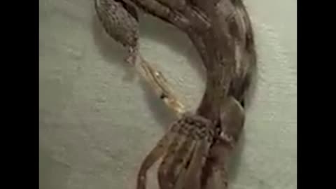WTF IS THAT? Creepy alien-like creature that can shed its freakishly long legs