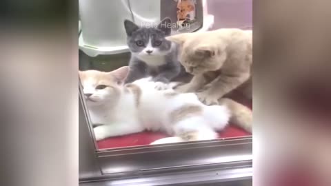 funniest cat & puppys