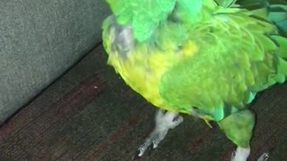Sam the macaw throws fit