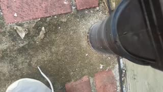 Home Improvement Woman Saves Bird From Rain Gutter