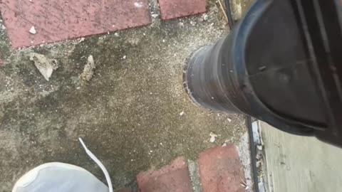 Home Improvement Woman Saves Bird From Rain Gutter