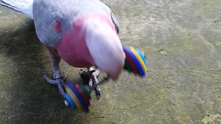 Parrot Shows off Weight Lifting Talents