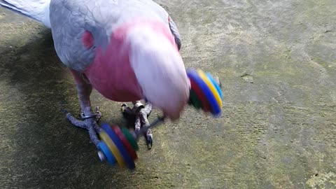 Parrot Shows off Weight Lifting Talents