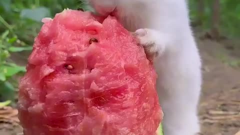 Bunny eat watermelon #animals #adorablepets #animallovers #bunnies #bunnyeat