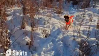 Pheasant Hunting in Colorado with American Brittanys 23328