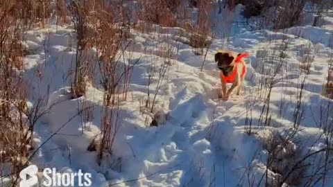 Pheasant Hunting in Colorado with American Brittanys 23328