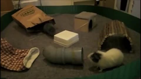 Hilariously cute and funny Guinea pig video