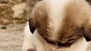 Funny And Cute pappies You Can't Watch Without Laughing | we love dogs - 71