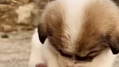 Funny And Cute pappies You Can't Watch Without Laughing | we love dogs - 71
