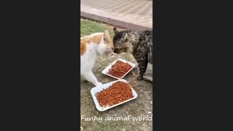 Funny Animal Video