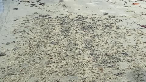 Thousands of small crabs